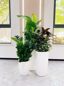 速戳！了解宁波镇海盆景租摆价格详情